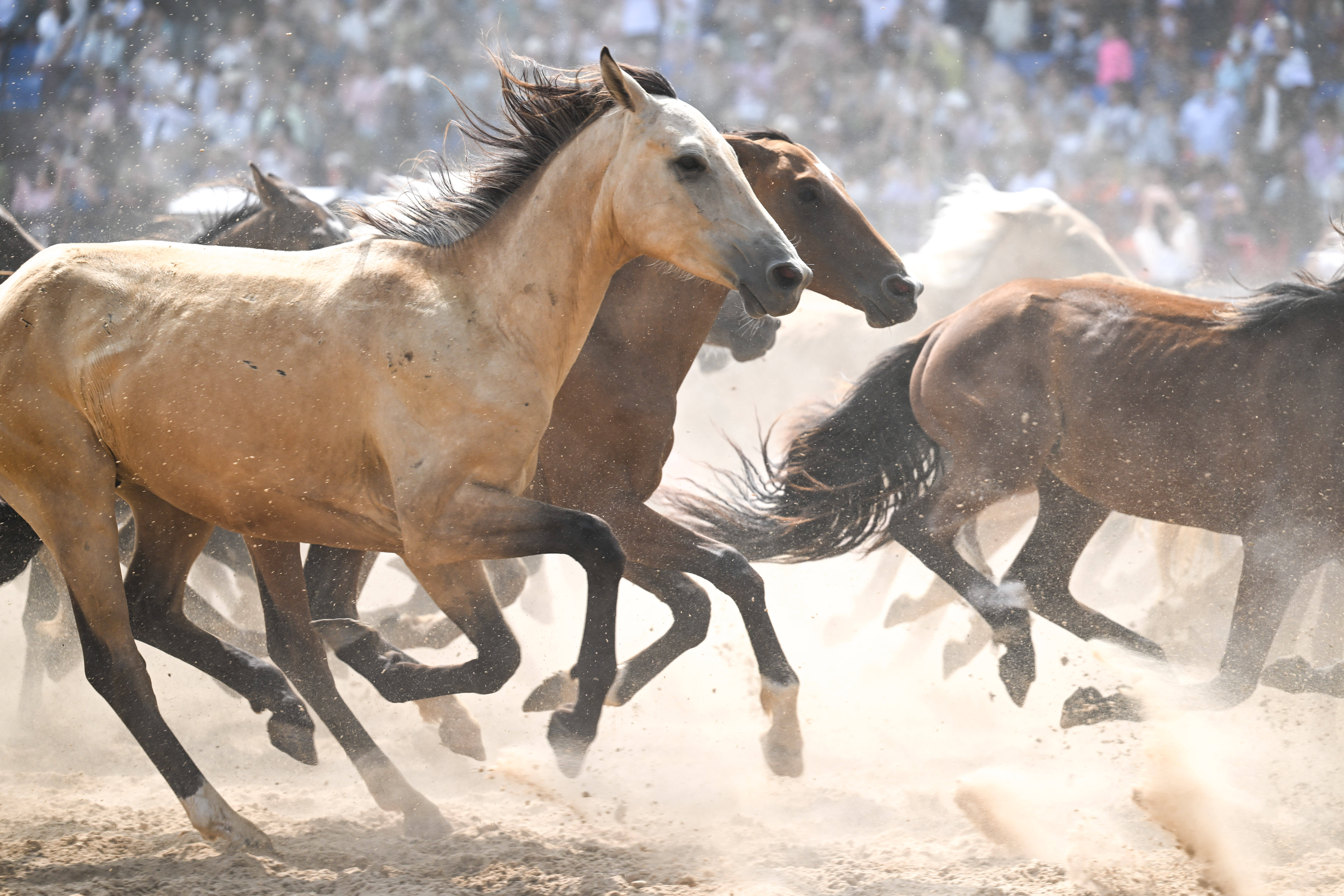 (体育)内蒙古自治区第二届蒙古马超级联赛开幕
